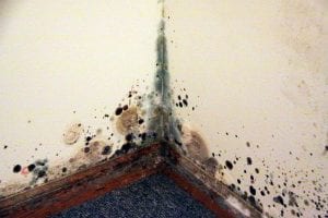 mold growth in your home
