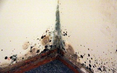 3 Signs You Have Mold Growth In Your Home